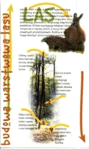 folder warstwowa budowa lasu