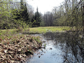 Opadówka łąka na terenie Lasu Łagiewnickiego